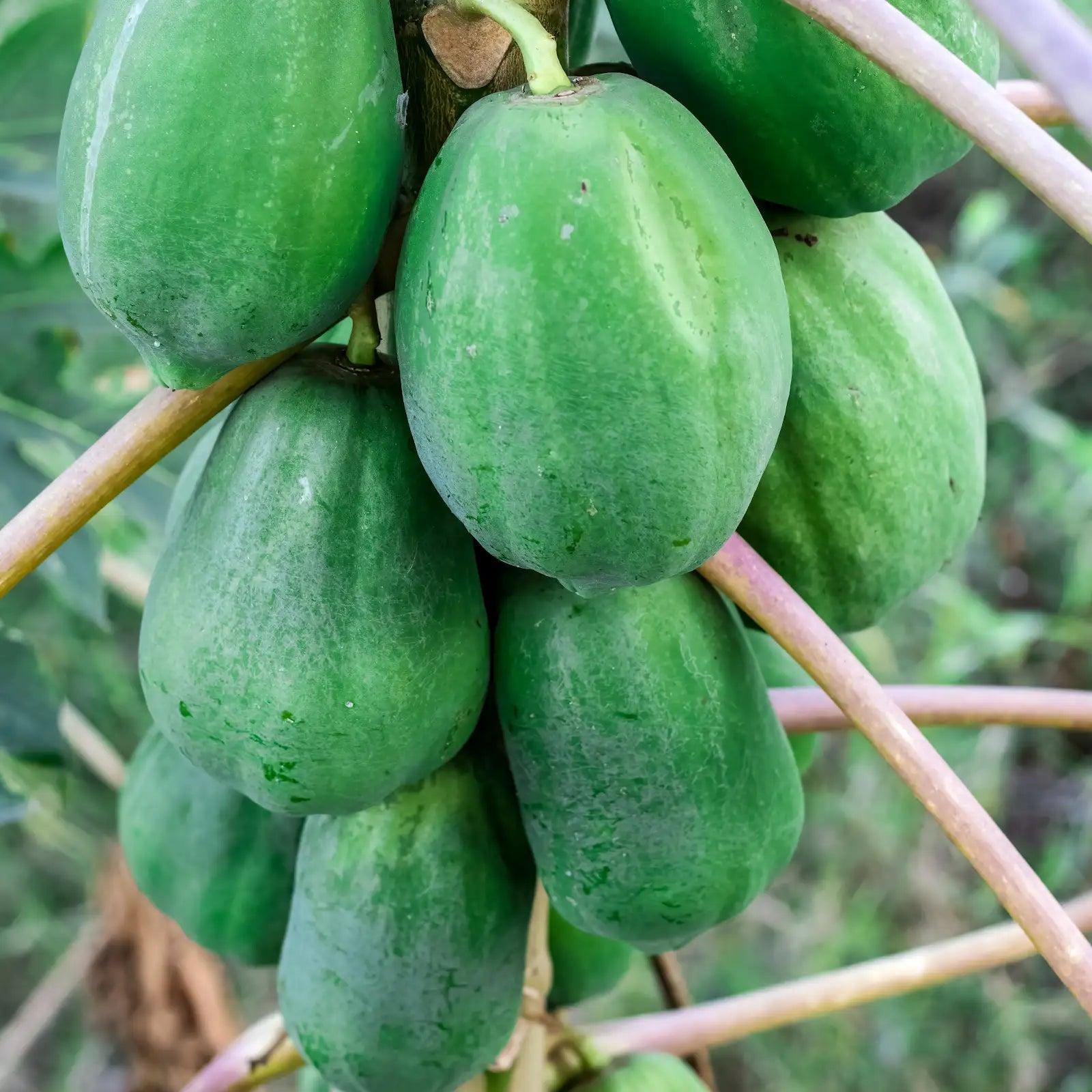 Papaya